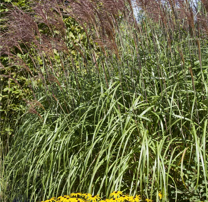 Gewöhnliches Schilf