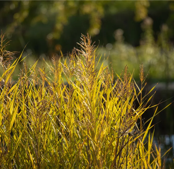 Gewöhnliches Schilf