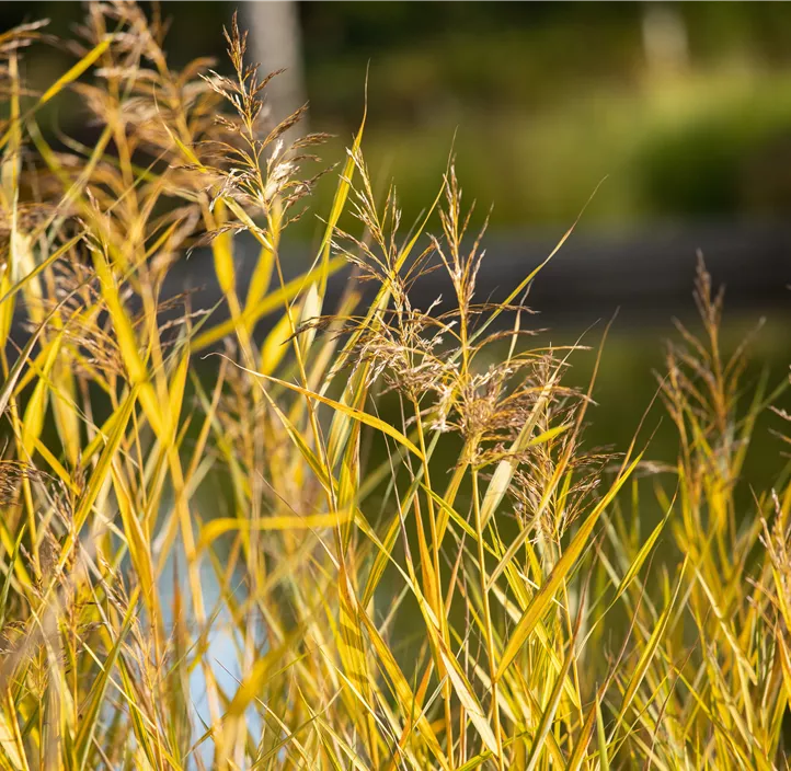 Gewöhnliches Schilf