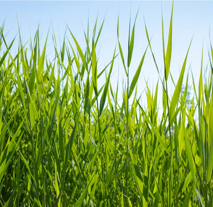 Gewöhnliches Schilf