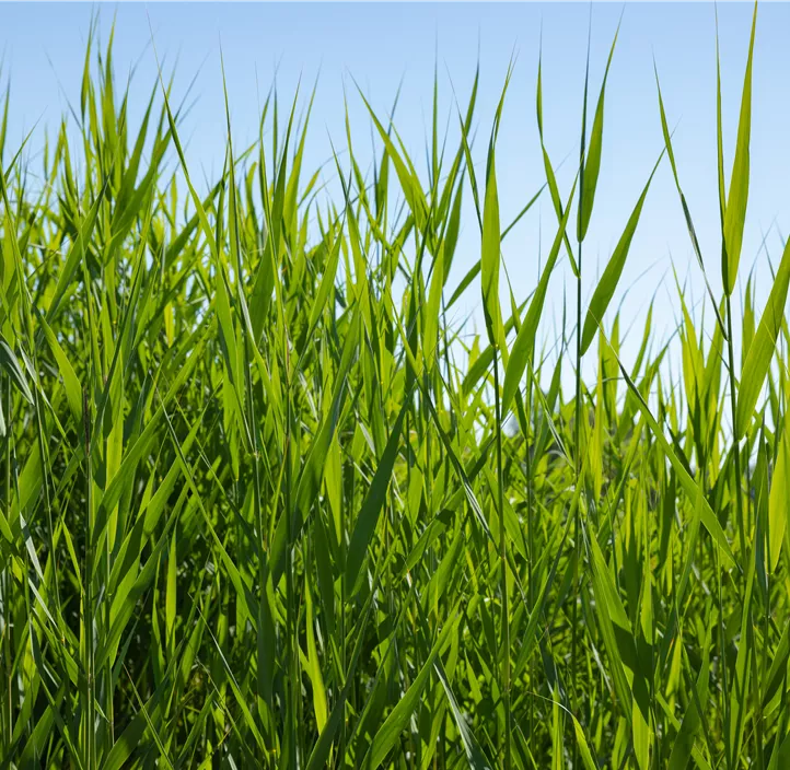 Gewöhnliches Schilf