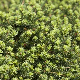 Picea abies Little Gem