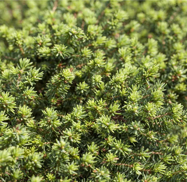 Kissen-Fichte 'Little Gem'