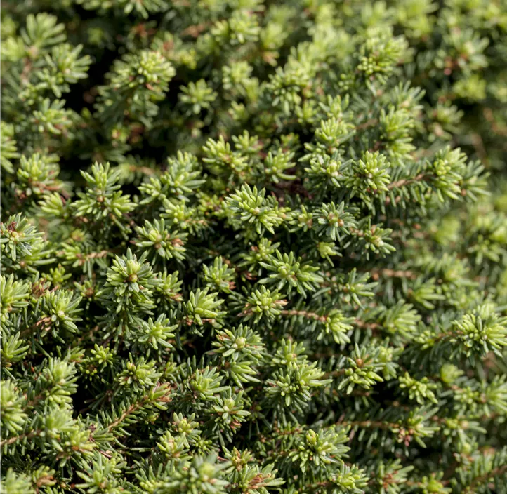 Kissen-Fichte 'Little Gem'