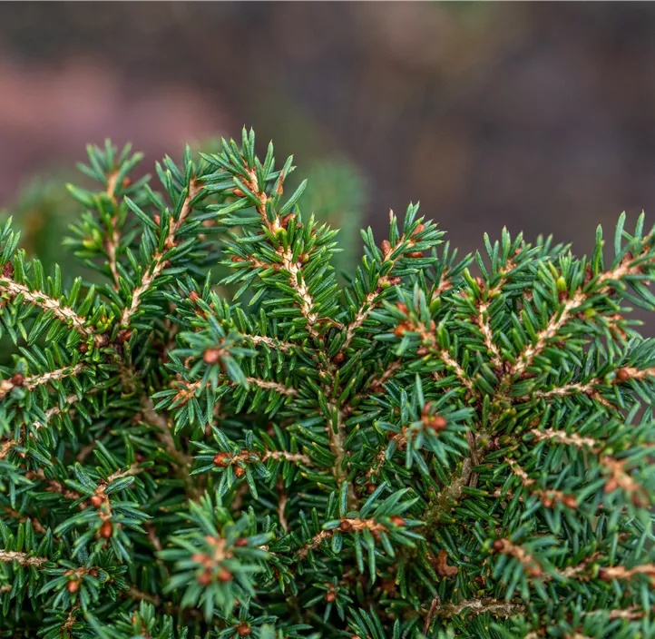 Kissen-Fichte 'Little Gem'