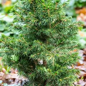 Picea abies Tompa