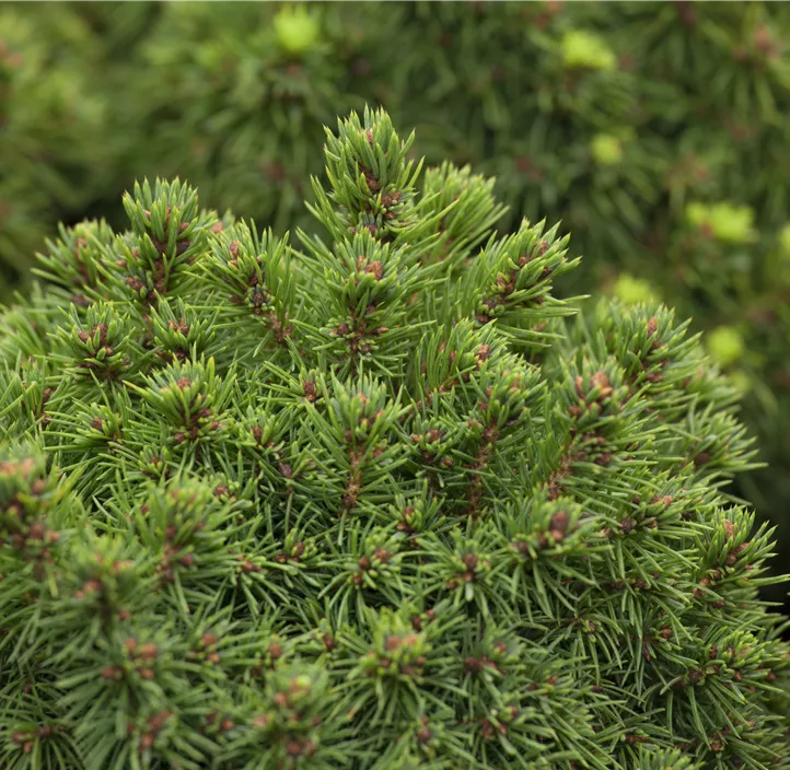 Kugelfichte 'Alberta Globe'