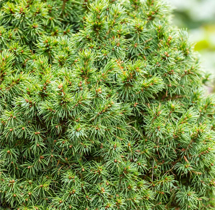 Kugelfichte 'Alberta Globe'