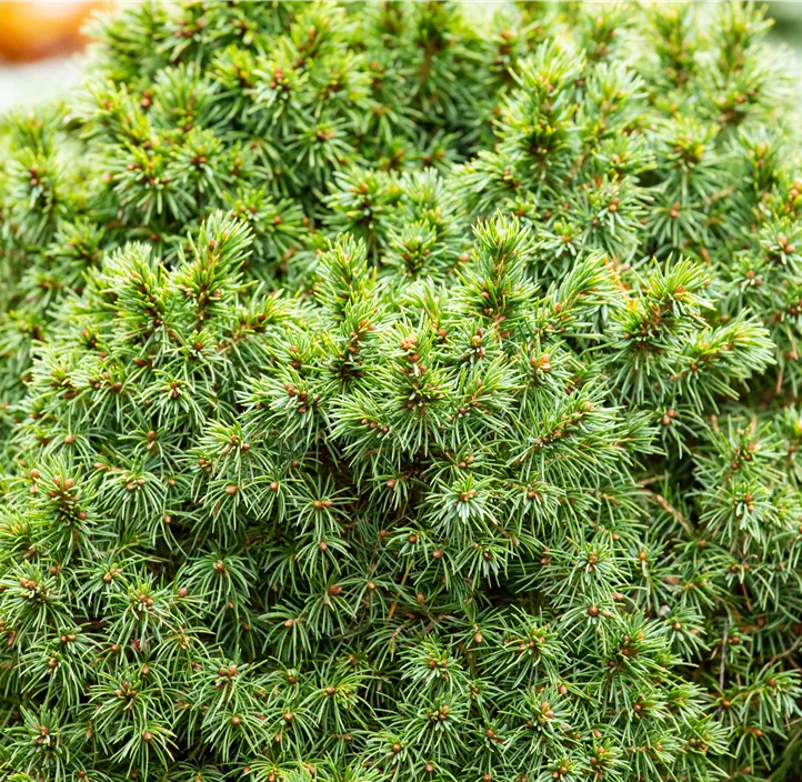 Kugelfichte 'Alberta Globe'