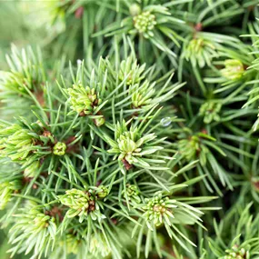 Picea glauca Alberta Globe