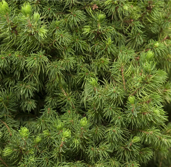 Zuckerhut-Fichte 'Daisy´s White'