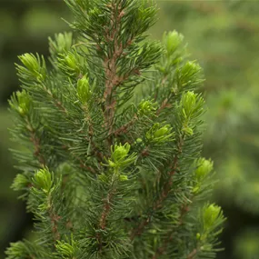 Picea glauca Daisys White