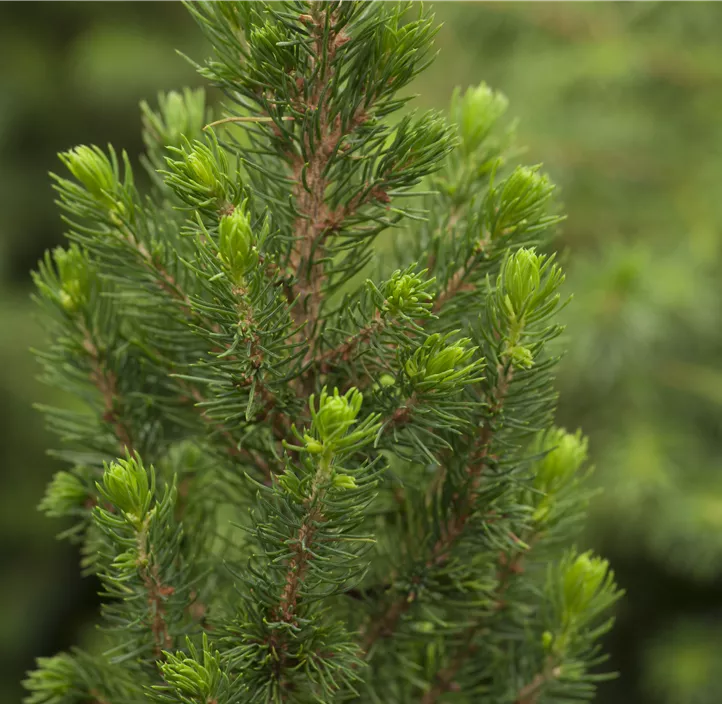 Zuckerhut-Fichte 'Daisy´s White'