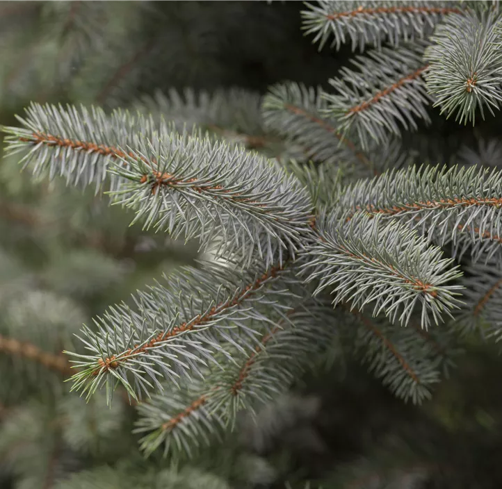 Blaufichte 'Blue Diamond'