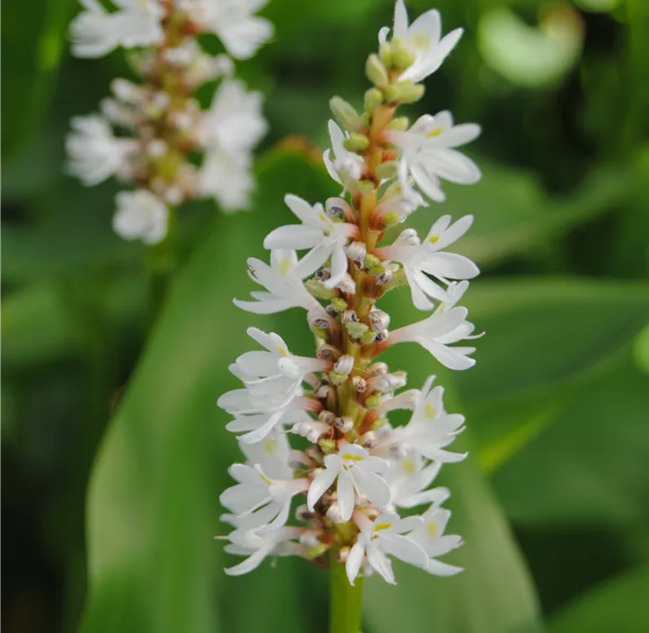 Garten-Hechtkraut 'Alba'