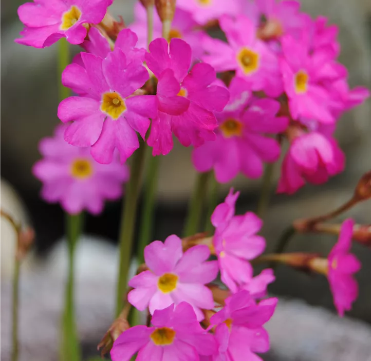 Rosen-Schlüsselblume