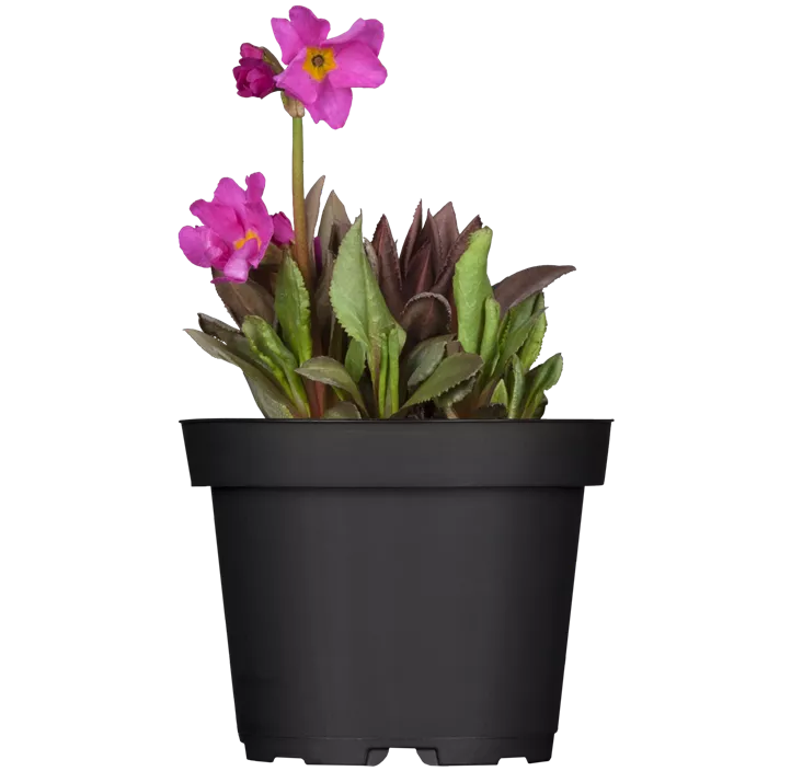 Rosen-Schlüsselblume