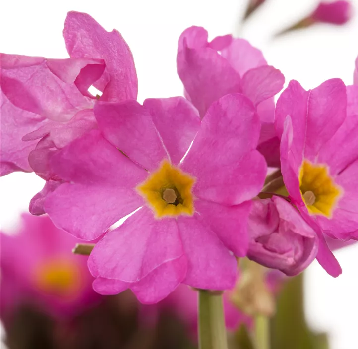 Rosen-Schlüsselblume