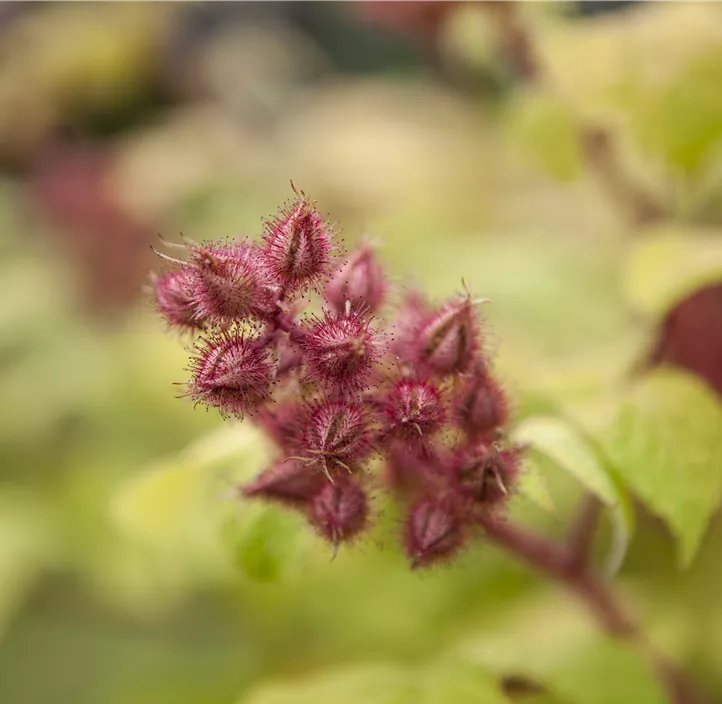 Japanische Weinbeere