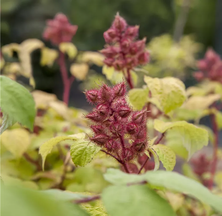 Japanische Weinbeere