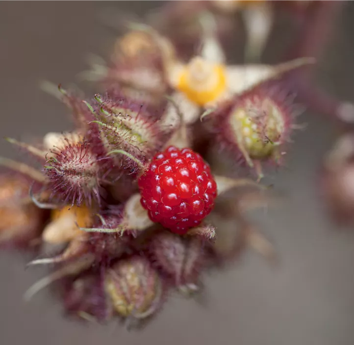 Japanische Weinbeere