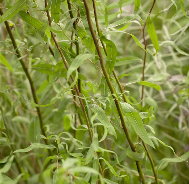 Korkenzieherweide 'Tortuosa'