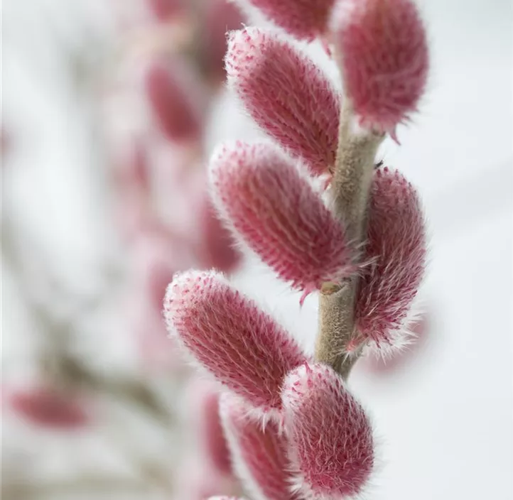 Weide 'Rotkätzchen'®