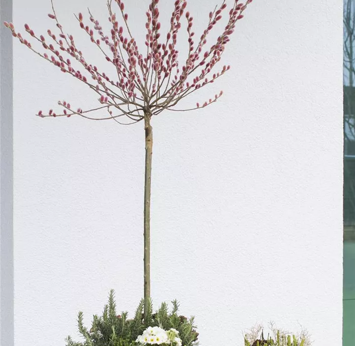 Weide 'Rotkätzchen'®