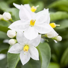 Solanum jasminoides