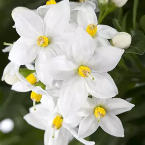 Solanum jasminoides Busch