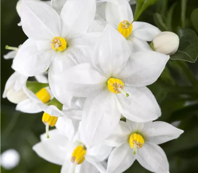 Solanum jasminoides Busch