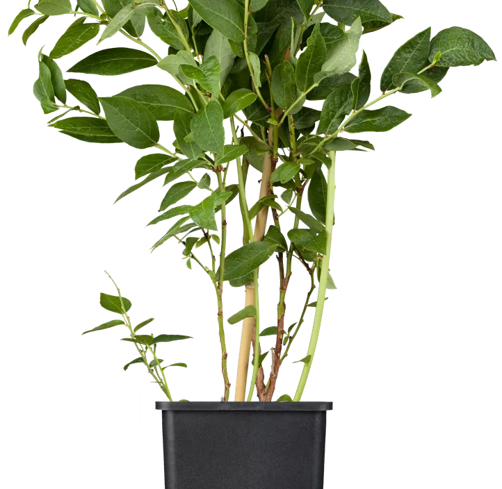 Heidelbeere 'Brigitta Blue'