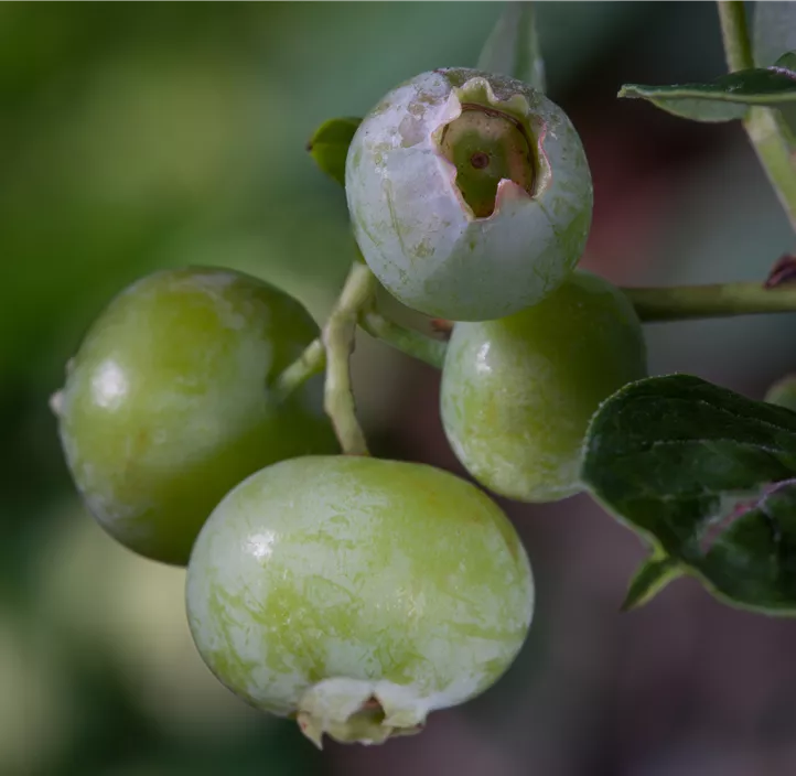 Heidelbeere 'Brigitta Blue'