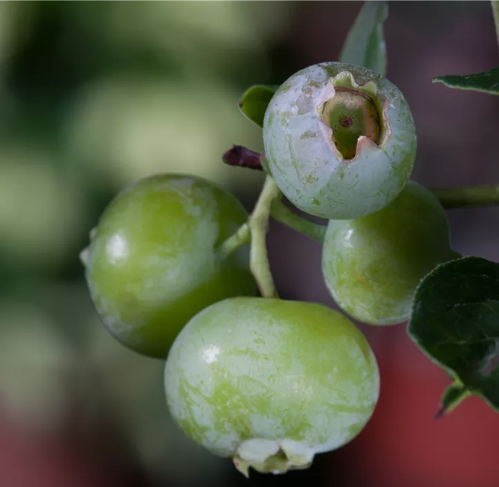 Heidelbeere 'Brigitta Blue'