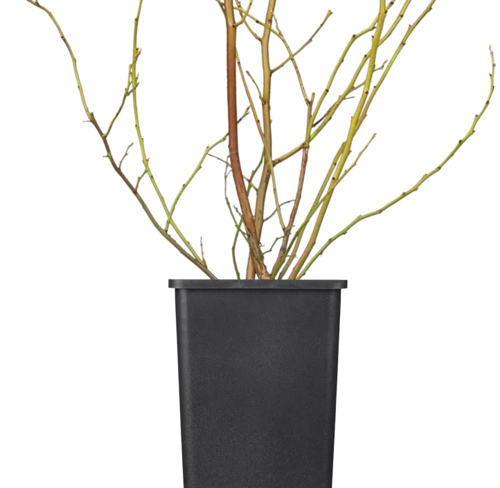 Heidelbeere 'Brigitta Blue'