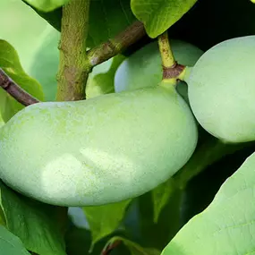 Asimina triloba - PawPaw