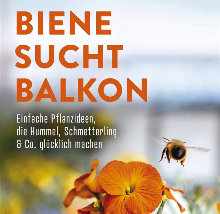 Biene sucht Balkon