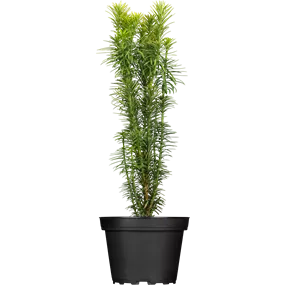 Cephaltaxus harringtonia 'Korean Gold'