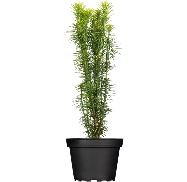 Säulenkopfeibe 'Korean Gold'