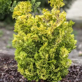 Chamaecyparis obtusa 'Meroki Twin'