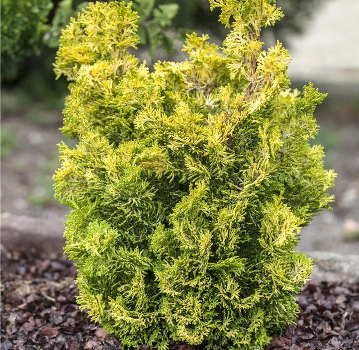 Hinoki-Scheinzypresse 'Meroke Twin'