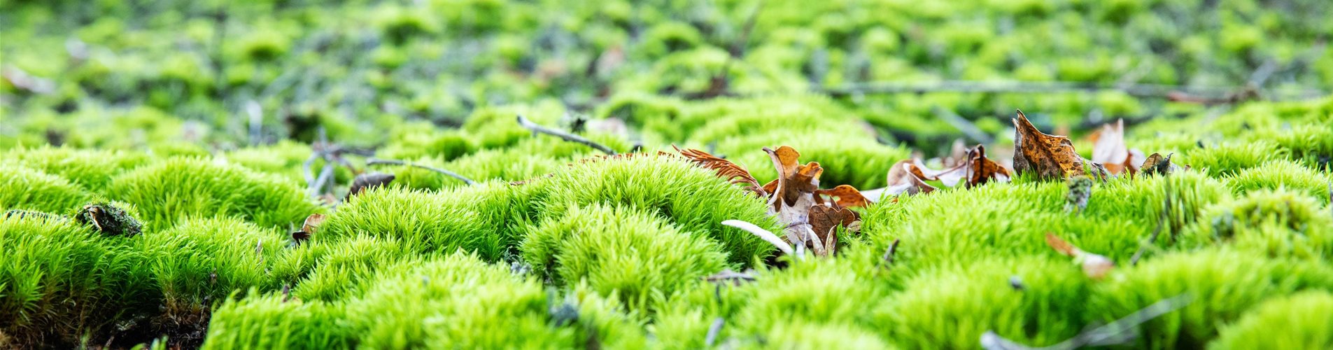 Sporenpflanzen Sporenpflanzen