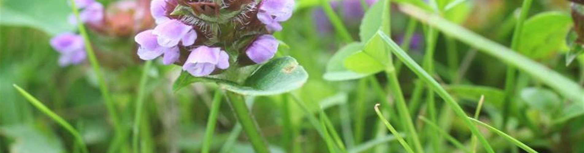 Rasen-Ratgeber - Unkraut