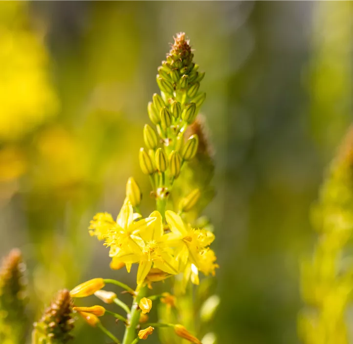 Katzenschwanzpflanze 'Medicus'