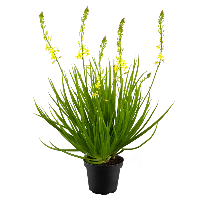 Katzenschwanzpflanze 'Medicus'