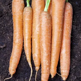 Daucus carota ssp. sativus