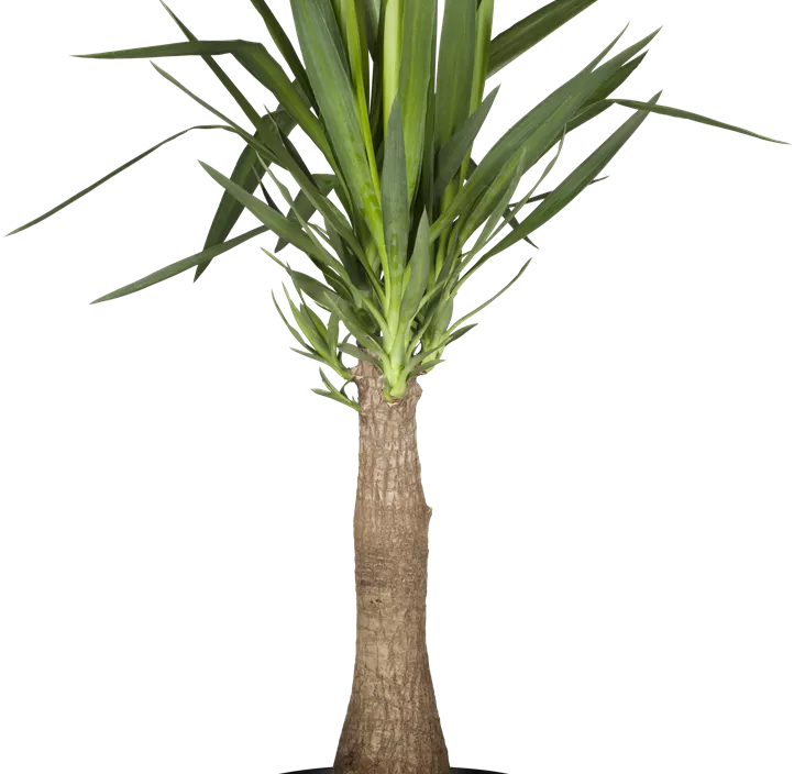 Palmlilie 'Maya Tree'