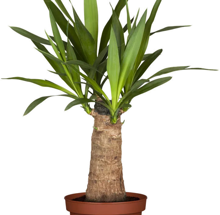 Palmlilie 'Maya Tree'