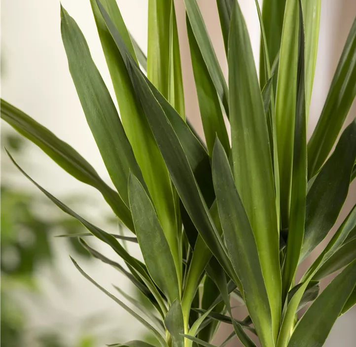 Palmlilie 'Maya Tree'