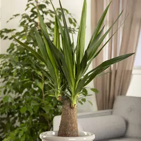 Yucca elephantipes Maya Tree